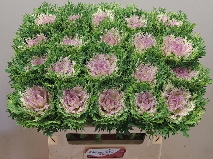 <h4>BRASS CRANE KING</h4>