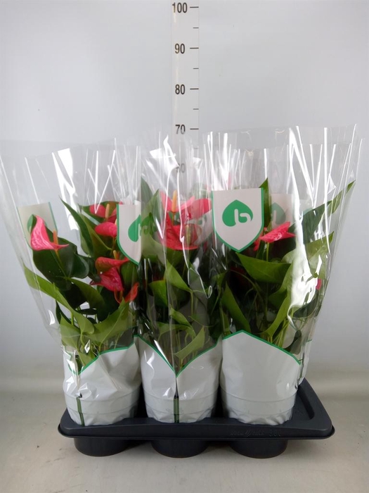 <h4>Anthurium andr. 'Maine'</h4>
