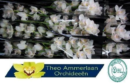 <h4>Muscle White 60 x10</h4>