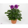 DAHLIA HYP LAVENDER