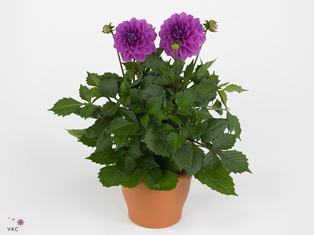 DAHLIA HYP LAVENDER