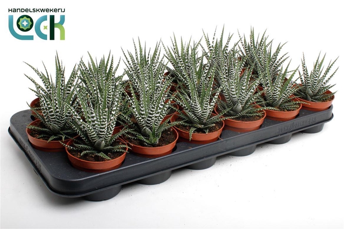 <h4>Haworthia fasciata 'Big Band'</h4>