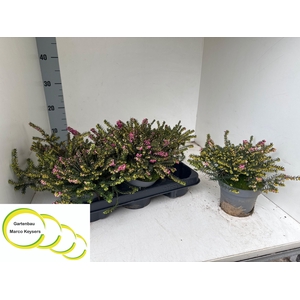 ERIC DA KRAMERS ROTE