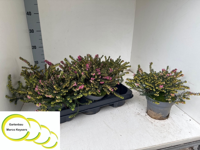 <h4>ERIC DA KRAMERS ROTE</h4>