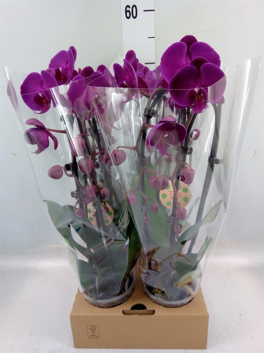 <h4>Phalaenopsis  'Elegant Cascade'</h4>