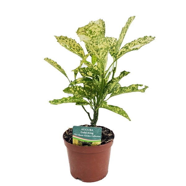 <h4>Aucuba Gold King</h4>