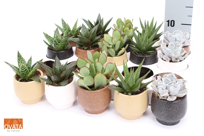 <h4>SUCC GEM 5 SRT</h4>