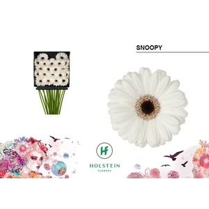 Germini Snoopy Diamond per kaart