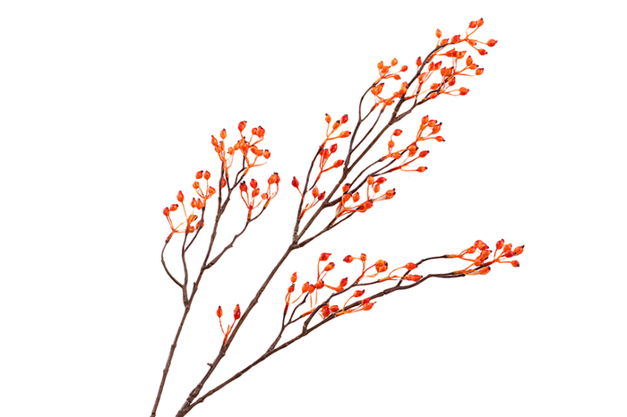 Rosehip Branch Corallo Orange