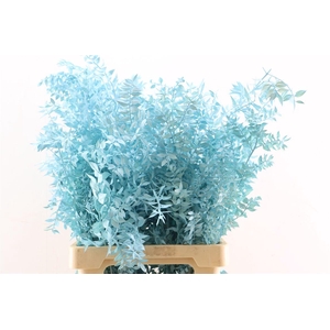 Pres Ruscus L. Blue P Stem