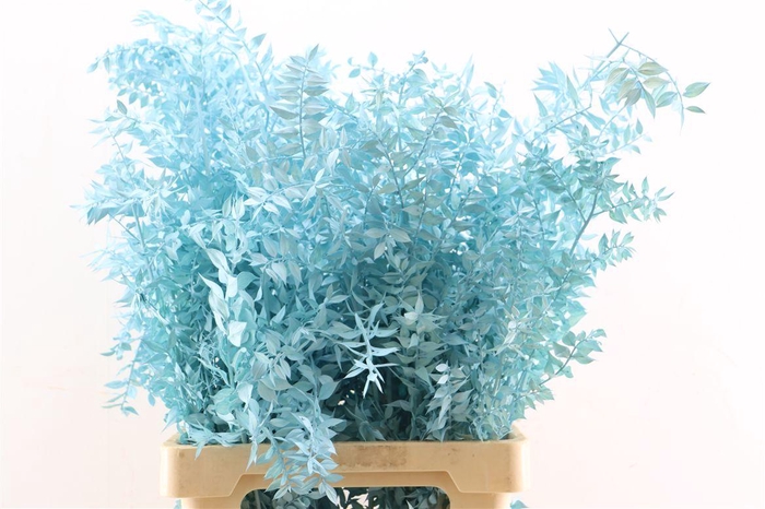 <h4>Pres Ruscus L. Blue P Stem</h4>