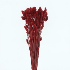 Dried Phalaris Red