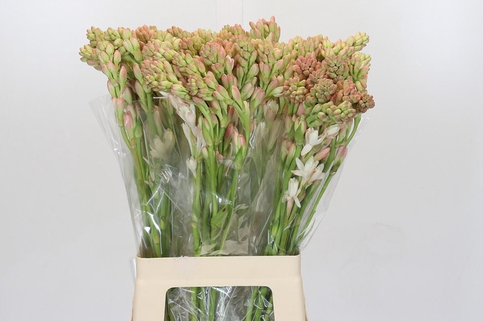 <h4>Polianthes Tuberosa</h4>