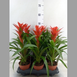 Guzmania  'Ostara'