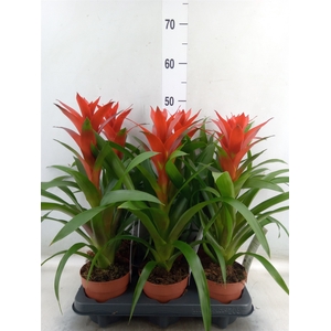 Guzmania  'Ostara'