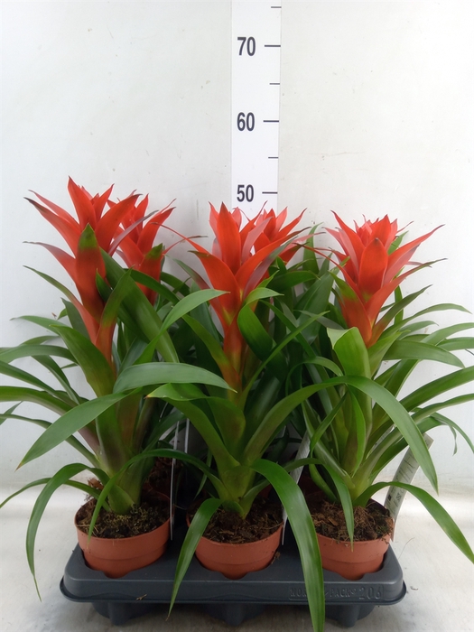 <h4>Guzmania  'Ostara'</h4>