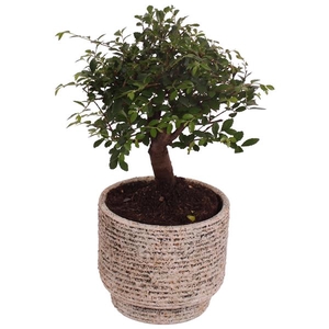 Bonsai Indoor Mix Ø12cm Ball Shape in Ø14cm Ceramic NT567