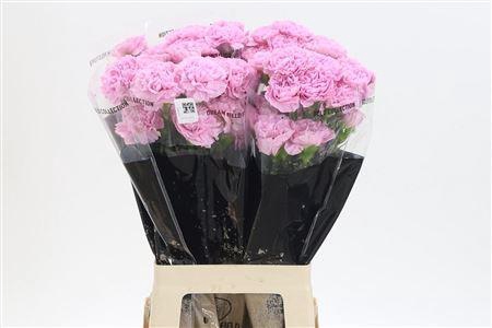 <h4>Di St Clearwater</h4>