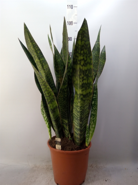 <h4>Sansevieria trifa.   ...</h4>