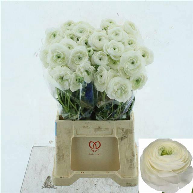 <h4>RAN SU FIRENZE</h4>