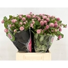 Gomphrena Globosa Pink