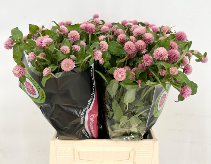 Gomphrena Globosa Pink