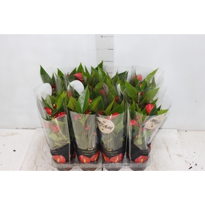 ANTHURIUM MINI MILLION FLOWERS P09