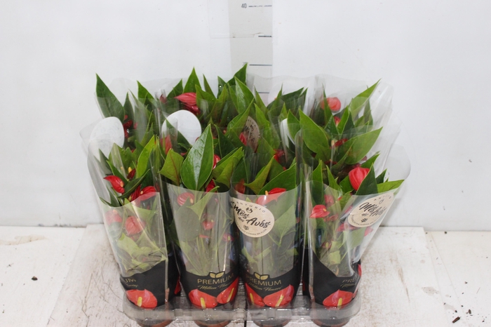 <h4>ANTHURIUM MINI MILLION FLOWERS P09</h4>