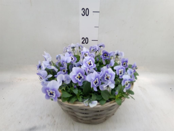 <h4>Viola corn.   ...</h4>