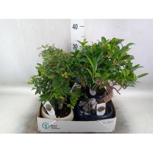 Bonsai   ...mix