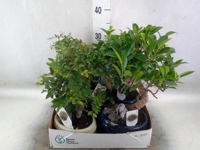 <h4>Bonsai   ...mix</h4>