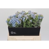 Oxypetalum Tweedia Blue