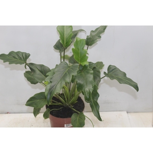 PHILODENDRON XANADU P17