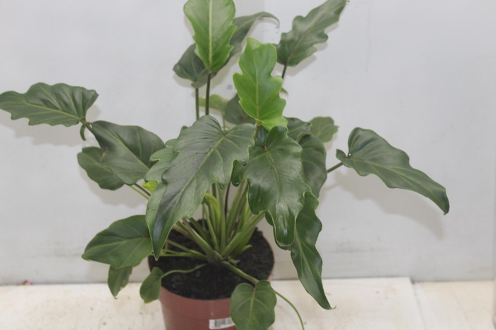 <h4>PHILODENDRON XANADU P17</h4>