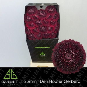 Germini Pomponi Black Pearl Diamond