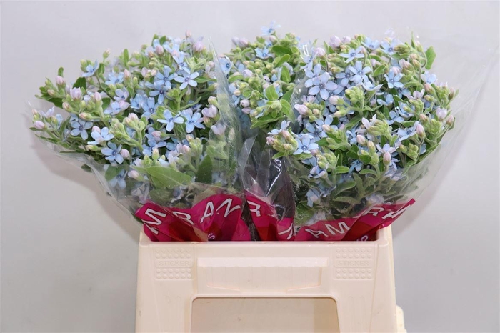 <h4>OXY CO TAN PURE BLU</h4>