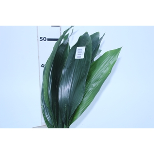 FOLH ASPIDISTRA ELATIOR 050 CM