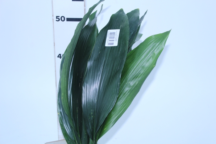 FOLH ASPIDISTRA ELATIOR 050 CM