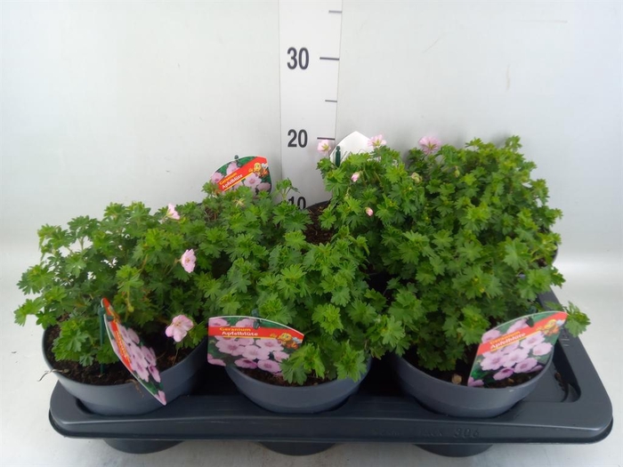 <h4>Geranium sang.</h4>