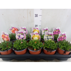 Delosperma coop.