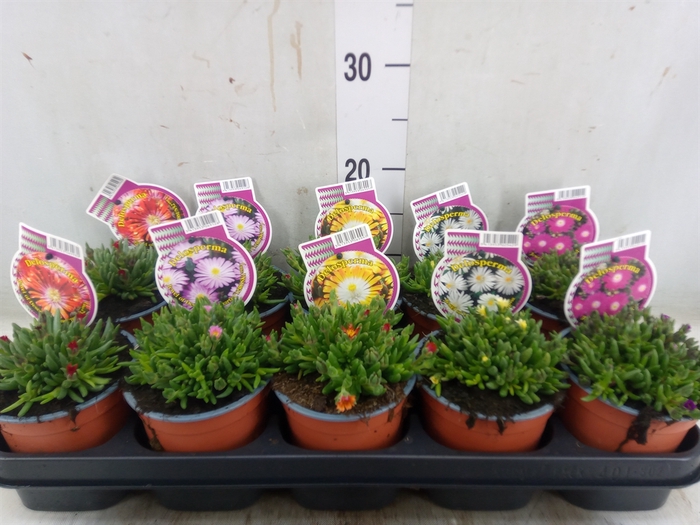 <h4>Delosperma coop.</h4>