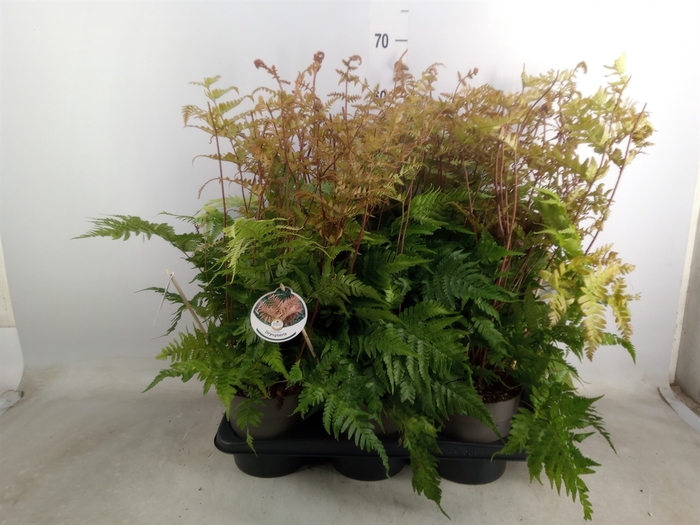 <h4>Ferns   ...mix</h4>