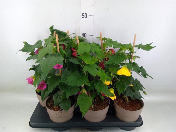 <h4>Abutilon   ...mix</h4>