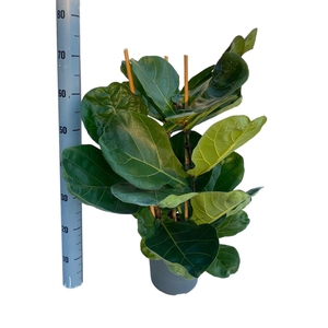 Ficus Lyrata