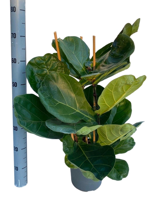 <h4>FICUS LYRATA</h4>