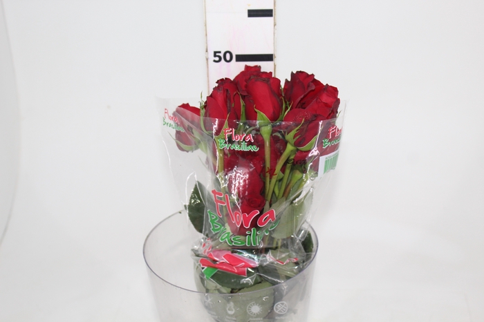 <h4>ROSA FREEDOM 050 CM ESTUFA</h4>