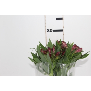 ALSTROEMERIA NAPOLI 080 CM