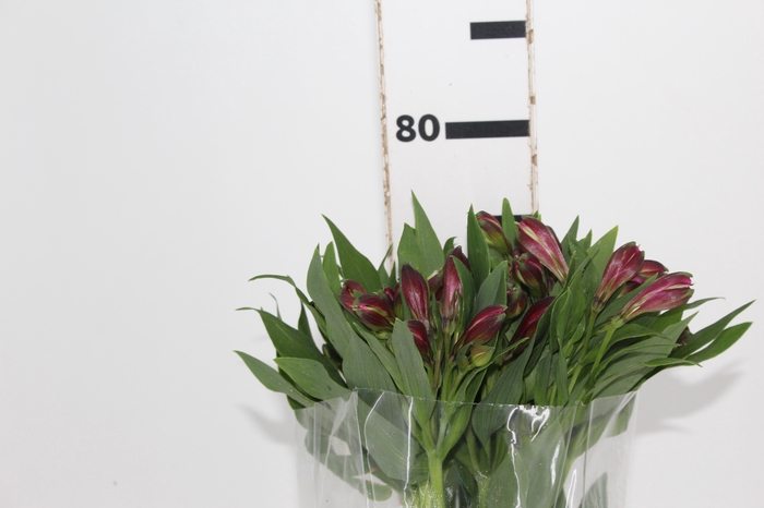 <h4>ALSTROEMERIA NAPOLI 080 CM</h4>