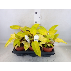 Philodendron   ...
