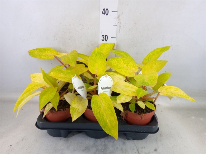 <h4>Philodendron   ...</h4>